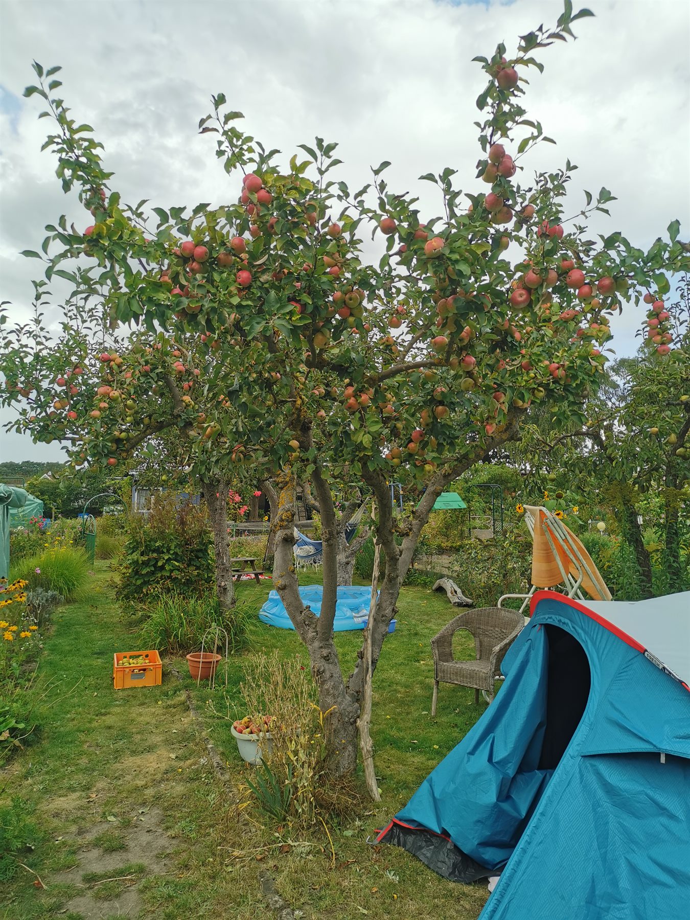 Apfelbaum mit Früchten in der Kleingartenanlage